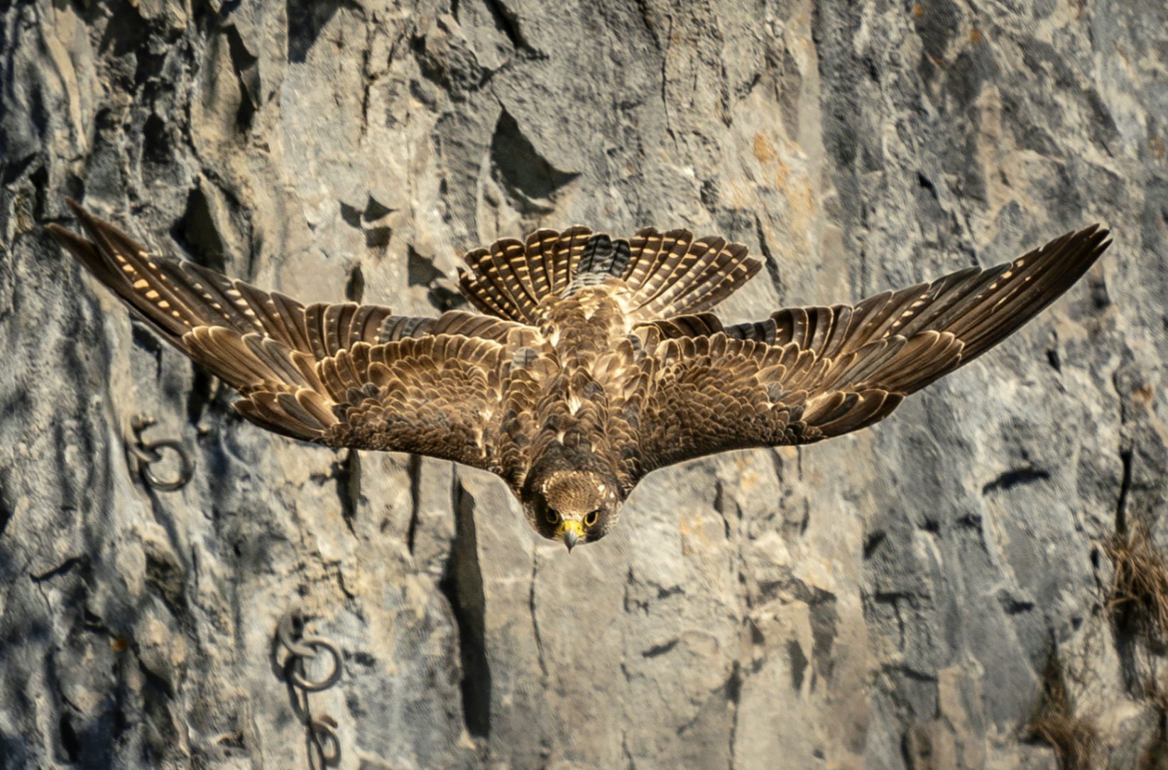 A peregrine falcon in flight along a cliff face