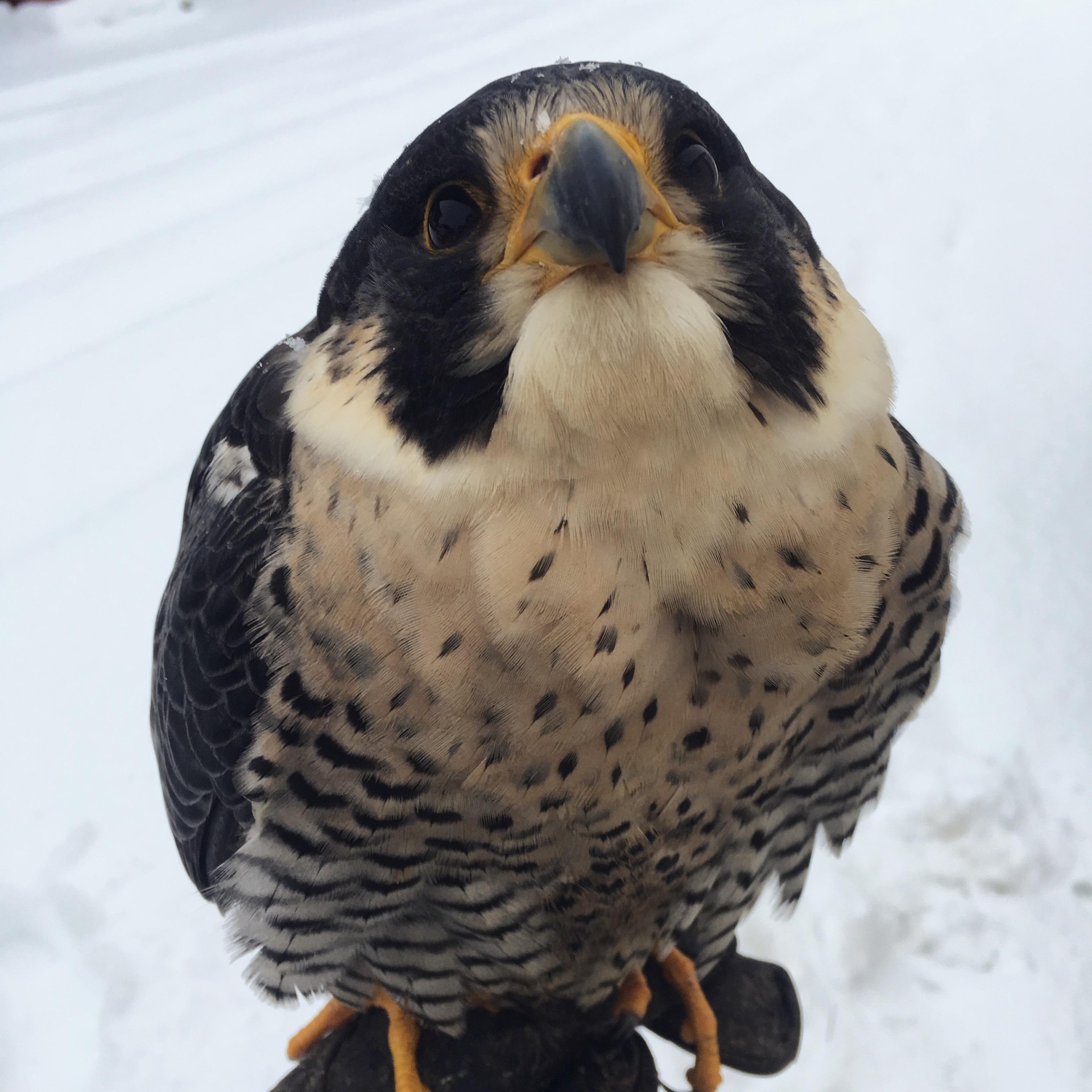 A peregrine falcon looking up, perched in the snow
